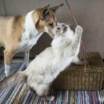 Ilustrasi hewan peliharaan anjing dan kucing | Sumber Foto: Pixabay