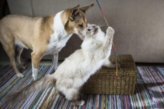 Ilustrasi hewan peliharaan anjing dan kucing | Sumber Foto: Pixabay