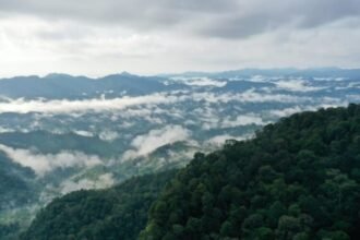 Ilustrasi pemandangan hutan Indonesia (DISLHK Prov Riau)