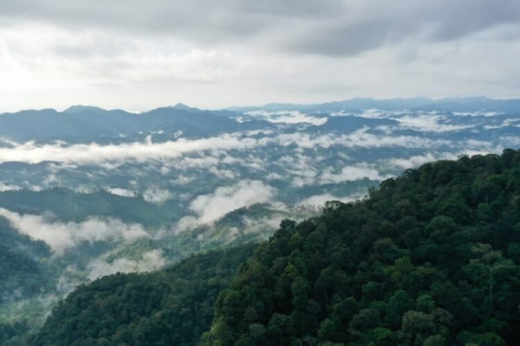 Ilustrasi pemandangan hutan Indonesia (DISLHK Prov Riau)