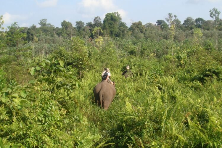 dok. Gajah Sumatra di Taman Nasional (TN) Tesso Nilo | Sumber Foto: Wikimedia