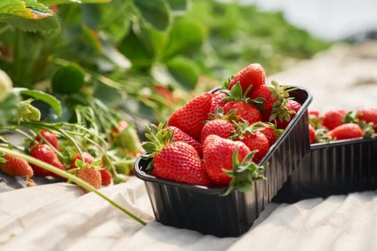 Ilustrasi panen buah strawberry | Sumber Foto: Freepik