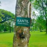 Ilustrasi: Pohon Kantil di kompleks Candi Prambanan, Kabupaten Sleman, DI Yogyakarta (dok. Dna/BI)