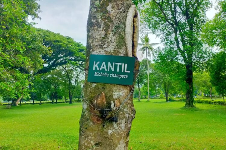 Ilustrasi: Pohon Kantil di kompleks Candi Prambanan, Kabupaten Sleman, DI Yogyakarta (dok. Dna/BI)