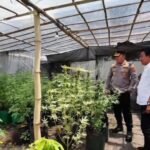 Salah satu rumah kontrakan di Desa Mojongapit, Kabupaten Jombang, yang digunakan sebagai lokasi penanaman ganja | Sumber Foto: Ist/Hum-Res