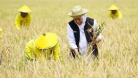 Gubernur Jawa Timur, Khofifah Indar Parawansa melaksanakan panen padi bersama petani (Foto: dok. Pemprov Jatim)