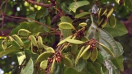 Tanaman Malapari atau mempari (Pongamia pinnata) (Source Foto: Wikimedia)