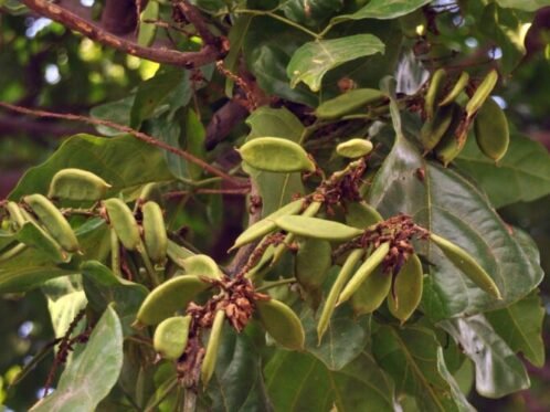 Tanaman Malapari atau mempari (Pongamia pinnata) (Source Foto: Wikimedia)
