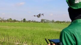 Ilustrasi: Penyemprotan atau pemupukan padi menggunakan drone sprayer (Foto: Pemkot Jateng)