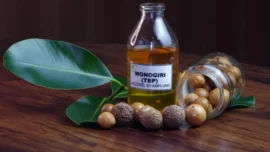 Penelitian tanaman 'nyamplung' yang dinilai memiliki potensi besar sebagai sumber bioenergi (Foto: BRIN)