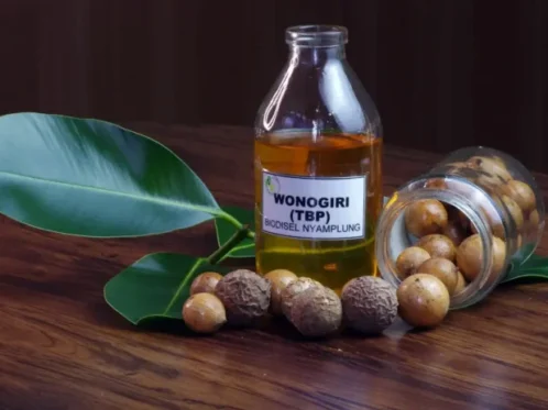 Penelitian tanaman 'nyamplung' yang dinilai memiliki potensi besar sebagai sumber bioenergi (Foto: BRIN)