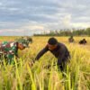 Panen padi di sawah cetak Kampung Wanam, Distrik Ilwayab, Kabupaten Merauke, Papua Selatan, Jumat (16/5/2025) (Foto: dok. Kementan)