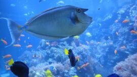 Ilustrasi: Ekosistem terumbu karang menjadi rumah bagi berbagai spesies ikan (Foto: Pixabay)