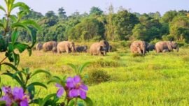 Ilustrasi: Populasi gajah di Balai Taman Nasional Way Kambas (TNWK), Kabupaten Lampung Timur, Provinsi Lampung (Sumber Foto: Pemprov Lampung)