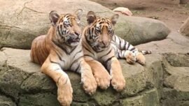 dok. Kondisi dua harimau benggala koleksi eks Kebun Binatang Bandung pada Minggu (8/2/2026) (Sumber Foto: Kemenhut)