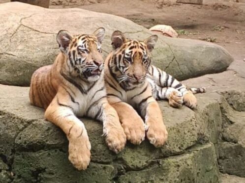 dok. Kondisi dua harimau benggala koleksi eks Kebun Binatang Bandung pada Minggu (8/2/2026) (Sumber Foto: Kemenhut)