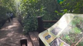 Kebun Raya Mangrove Surabaya (Foto: dok. Ist/BI)