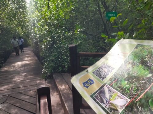 Kebun Raya Mangrove Surabaya (Foto: dok. Ist/BI)