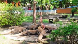Koleksi komodo Perumda Kebun Binatang Surabaya (KBS). (Foto: Dna/BI)