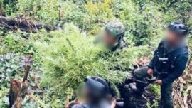 Satgas gabungan TNI-Polri mengungkap keberadaan ladang ganja di wilayah pedalaman Kabupaten Pegunungan Bintang, Papua Pegunungan, Sabtu (11/4/2026). (Sumber Foto: Pen-XVII)