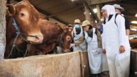 dok. Gubernur Jawa Timur Khofifah Indar Parawansa saat meninjau peternakan hewan kurban (Foto: Ro-Adpim Jatim)