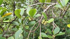 Mangrove langka "Camptostemon Philippinensis" di kawasan Teluk Balikpapan, Kalimantan Timur (Foto: dok. BRIN)