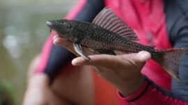 dok. Spesies ikan sapu-sapu di Sungai Ciliwung Jakarta (Sumber Foto: Beritajakarta)