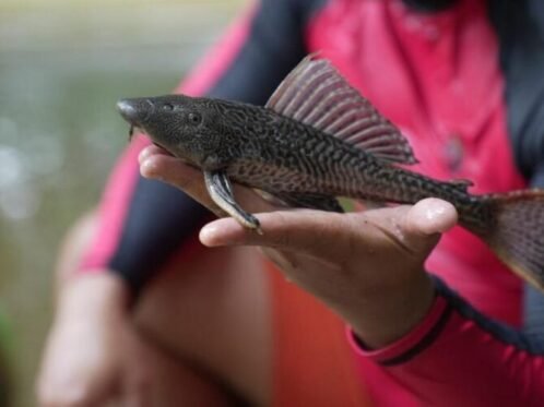 dok. Spesies ikan sapu-sapu di Sungai Ciliwung Jakarta (Sumber Foto: Beritajakarta)