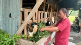 Nuryono, penjual kambing kurban di kawasan Pradah Kalikendal II, Kecamatan Dukuh Pakis, Surabaya, Jawa Timur. (Foto: Dimas AP/BI)