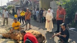 Adela Kanasya Adies (berpakaian putih) saat meninjau prosesi penyembelihan hewan kurban di tengah masyarakat, Kamis (28/5/2026). (Foto: Tim Media Adela)