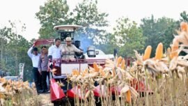 Panen raya dilakukan di atas lahan seluas 101,5 hektare yang merupakan lahan perhutanan sosial (Sumber Foto: Biro Pers Setpres)