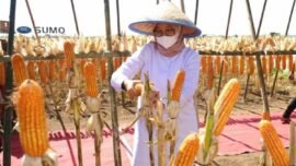 dok. Bupati Banyuwangi Ipuk Fiestiandani saat panen jagung di Desa Alasrejo, Banyuwangi, Selasa (11/7/2024). (Foto: Pemkab Banyuwangi)