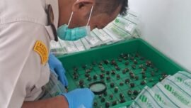 Petugas Karantina Sumatra Utara melakukan pemeriksaan kecambah sawit (Sumber Foto: dok. Barantin)