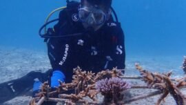 dok. Rehabilitasi ekosistem terumbu karang di Sub Zona Rehabilitasi Kawasan Konservasi Nasional Pulau Pieh, Sumatra Barat. (Foto: KKP)