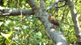 Salah satu satwa burung di Kebun Raya Mangrove Surabaya (Sumber Foto: Kominfo Surabaya)
