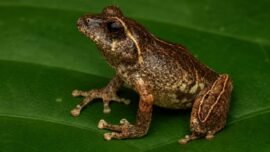 Spesies baru katak semak endemik Pulau Jawa dari genus Philautus, yaitu Philautus candrageni. (Foto: dok/BRIN)
