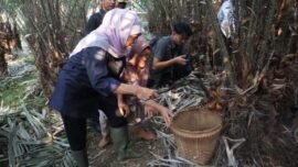 Gubernur Jawa Timur, Khofifah Indar Parawansa, saat memanen salak madu di perkebunan Desa Wonoagung, Kecamatan Kasembon, Kabupaten Malang, Senin (13/7/2026). (Foto: T1/Bicara Indonesia)