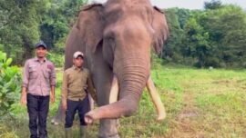 dok. Tangkapan layar video profil Gajah Indro pada 24 Juli 2025 bersama dua orang mahout (pawang gajah). (Source: Ig/@btn_tessonilo)
