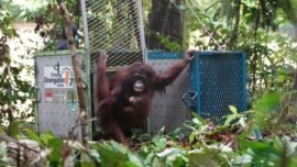Proses pelepasliarkan orangutan ke habitat alami di Sub-DAS Mendalam, kawasan Taman Nasional Betung Kerihun, Kabupaten Kapuas Hulu, Kalimatan Barat, Selasa (30/6/2026). (Sumber Foto: Kemenhut)