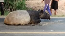 Tangkapan layar video viral seekor tapir saat terlihat berjalan di Jalan Lintas Timur Sumatera, Kamis (2/7/2026). (Sumber: TikTok/tegar.bagus.111)