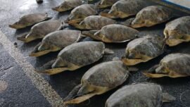 21 ekor penyu hijau (Chelonia mydas) hasil penyelamatan dari upaya penyelundupan. (Sumber Foto: dok/KKP)