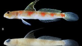 Tomiyamichthys oriens.
