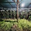 Sekitar 5.000 batang tanaman ganja di dua lokasi di Kabupaten Yahukimo, Papua Pegunungan, Senin (13/7/2026). (Foto: dok/Puspen TNI)