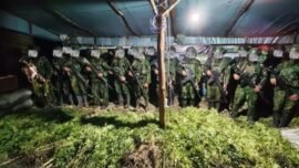 Sekitar 5.000 batang tanaman ganja di dua lokasi di Kabupaten Yahukimo, Papua Pegunungan, Senin (13/7/2026). (Foto: dok/Puspen TNI)