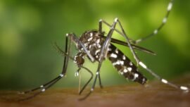 Ilustrasi Nyamuk Aedes aegypti (pixabay)