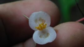 Spesies baru Begonia asal Sumatra Barat diberi nama "Begonia hattae". (Foto: dok/BRIN)