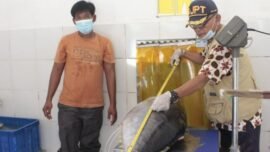 dok. Produk ikan tuna Indonesia (Foto: KKP)