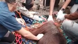 Tim gabungan saat melakukan evakuasi orangutan di Dusun 1 Sempurna, Desa Kuala Satong, Kecamatan Matan Hilir Utara, Kabupaten Ketapang, Kalimantan Barat, Minggu (30/8/2026). (Sumber Foto: IG/BKSDA Kalbar)