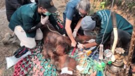 BKSDA Kalimantan Barat bersama YIARI saat melakukan penanganan orangutan bernama Sempurna (Sumber Foto: dok. Kemenhut)