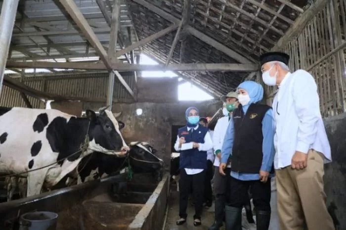 Gubernur Jawa Timur, Khofifah Indar Parawansa saat meninjau salah satu peternak susu sapi di Jatim | dok/photo: Ist/HD1